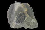 Elrathia Trilobite Molt Fossil - Utah #140331-1